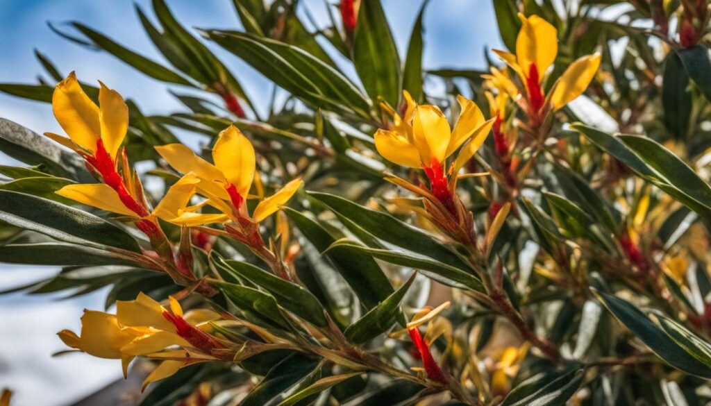 Schädlinge und Krankheiten beim Oleander